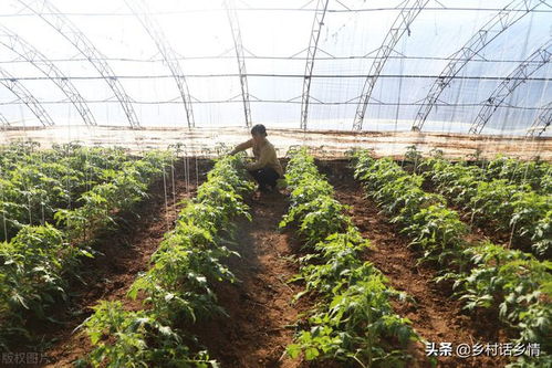 白凤锈病和根线虫防治攻略中，如何有效结合使用农药和生物防治方法