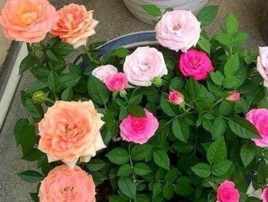 月季花， 美丽又耐寒，冬天养护学问多