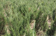 柏树的价格影响因素