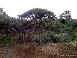 景观绿化白皮松病虫害防治方法