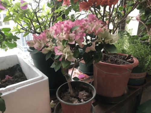 冬天盆栽玫瑰怎么修剪？如何让玫瑰枝繁叶茂
