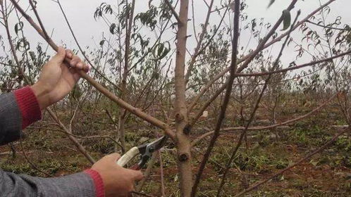 果树修剪最佳时期是什么时候？如何掌握修剪技术要点