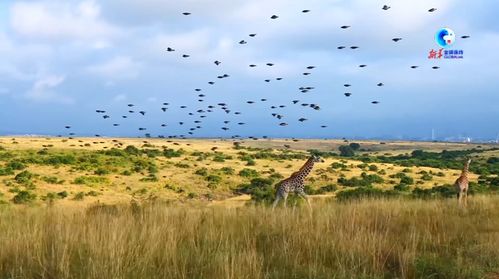新加坡滨海湾花园：废弃地上的新生生态系统