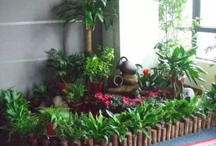 温室花卉：色彩缤纷的小天地