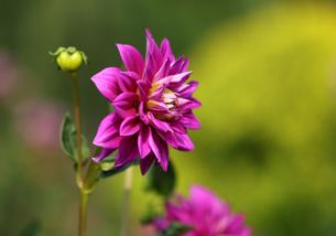 秋天适合播种的花卉——旱金莲