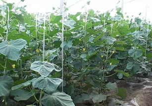 绿色和平组织的检测