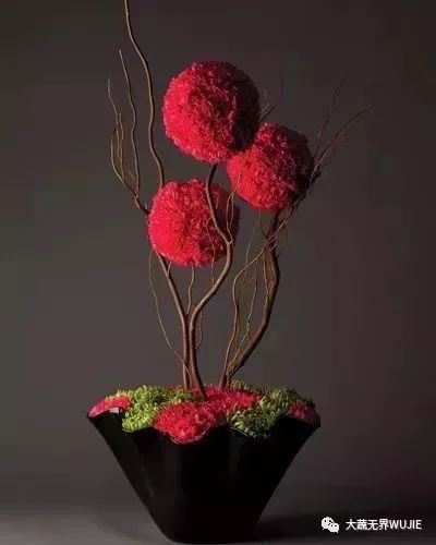结香花冬天开，为何如此神秘