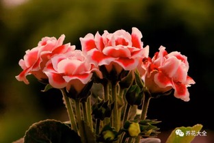 春天有哪些花开？这几种花你一定不能错过