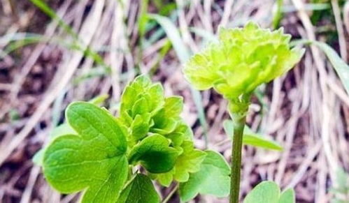 猫爪菜萌态十足，你尝过这种野菜的美味吗