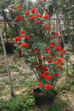 一、 养护时间不一样