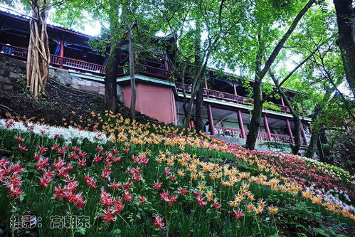 彼岸花：生命的轮回，希望的象征