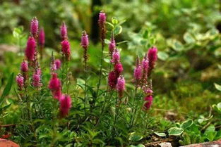 北方花园的冬天挑战