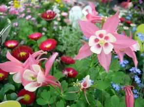 新手蕞容易买错的花，你中招了吗？