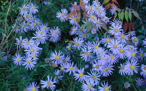 青岛花友的秘密：每月浇次淘米水+白醋（1:50），土壤酸度稳如老狗。