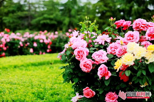 月季花南北差异大， 11月养护有讲究