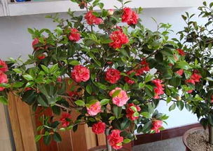 土壤配比有门道