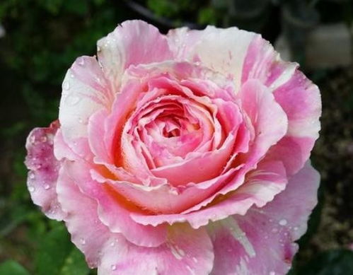 减少肥害的方法