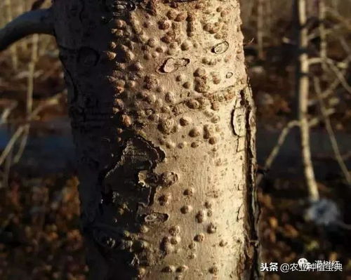 菱角种植， 病虫害大揭秘