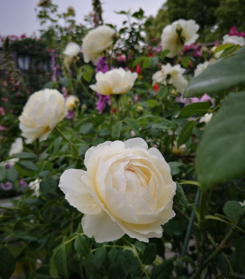 换盆后的养护，不可忽视