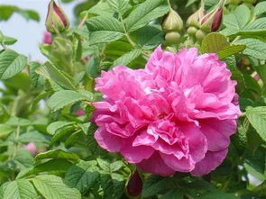 鲜玫瑰花的食用方法小探讨