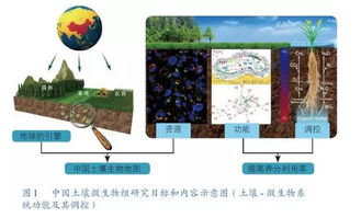 对土壤微生物的影响