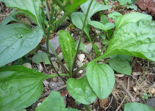 车前草种子的形成时间之谜