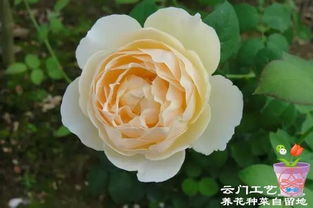 珊瑚果冻月季：夏日的清新代表