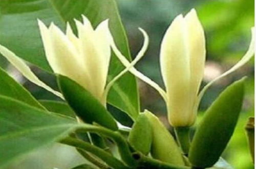 白兰花庭院种植佳选，家门口添香必备！