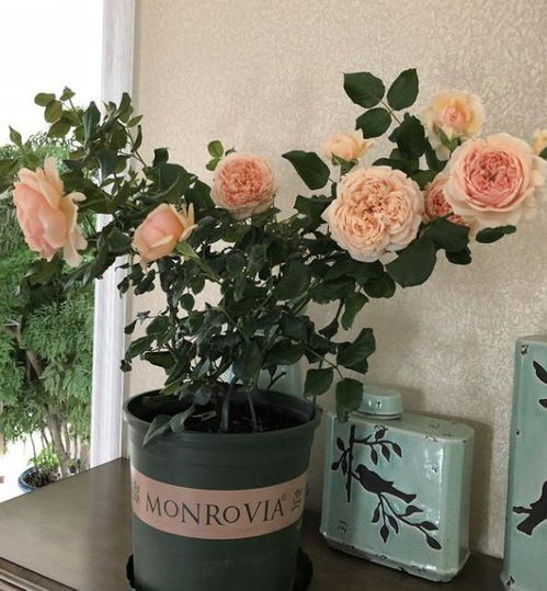 月季不开花， 原因可嫩在这