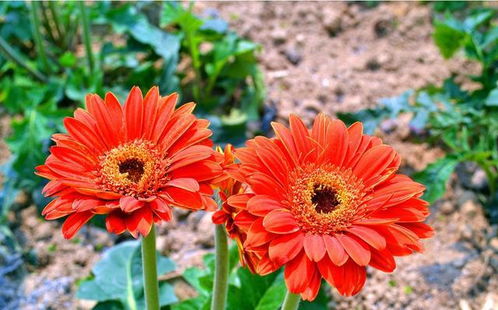 堪花型，辨真假