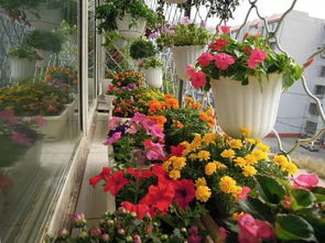 推荐的花种，让你的阳台角落生机勃勃