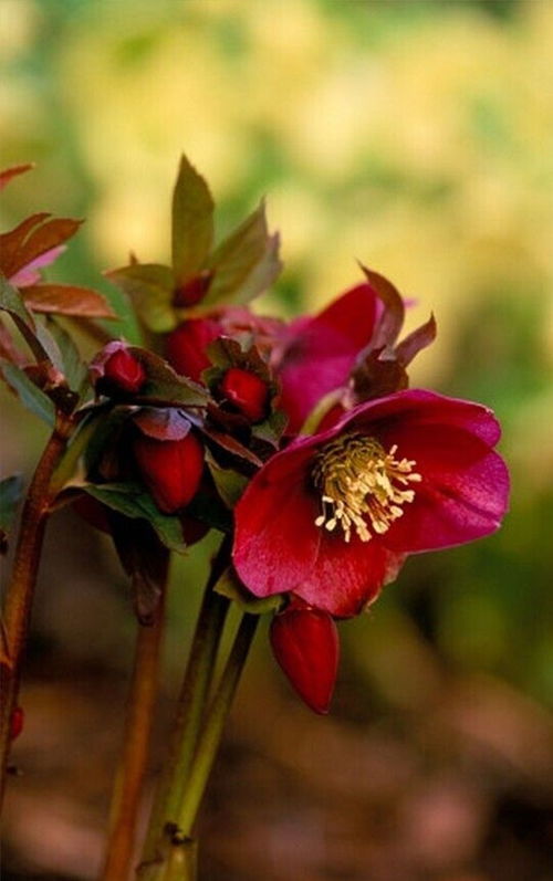 铁筷子——“圣诞节玫瑰”