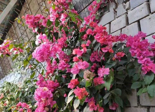 三角梅不开花？可能是你没做好这几点