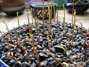 盆栽山竹土壤配比全揭秘，你选对了吗？