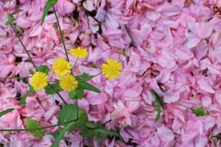 二月兰：倒春寒终结者