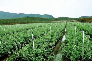 土壤改良，小技巧大作用