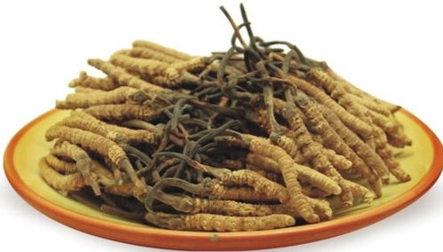 黄花菜冬季养护技巧：最佳方式以保持其新鲜度