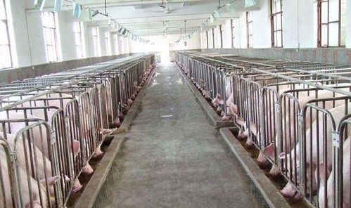 “灭蝇技术在精细化养猪中的应用探讨”