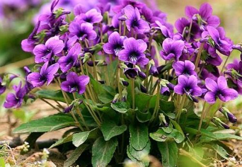 用途：紫藤花的浪漫与紫罗兰的优雅