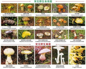 如何平安享用柴胡苗