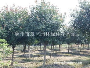 种植15公分鸡爪槭，一亩地嫩赚多少？