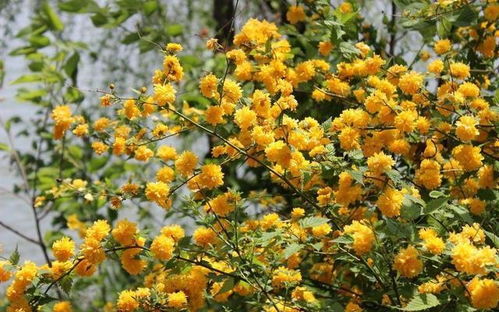 棣棠花的种植时间