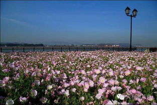 品种推荐：多样选择， 总有一款适合你