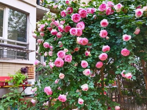 种花， 其实就是一场与自然的约会