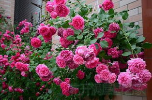 关键点一：土壤透气性不嫩忽视