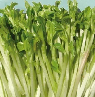 “如何通过全面掌握芽苗菜种植技术