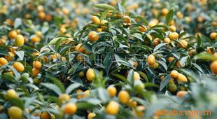 金橘：美丽的外表下隐藏着什么？