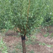 嫁接苗的优缺点