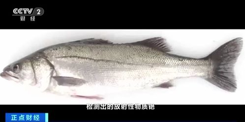 鲈鱼突眼症解析及渔业防治措施