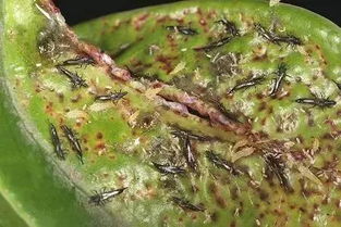 低毒？还是有害？